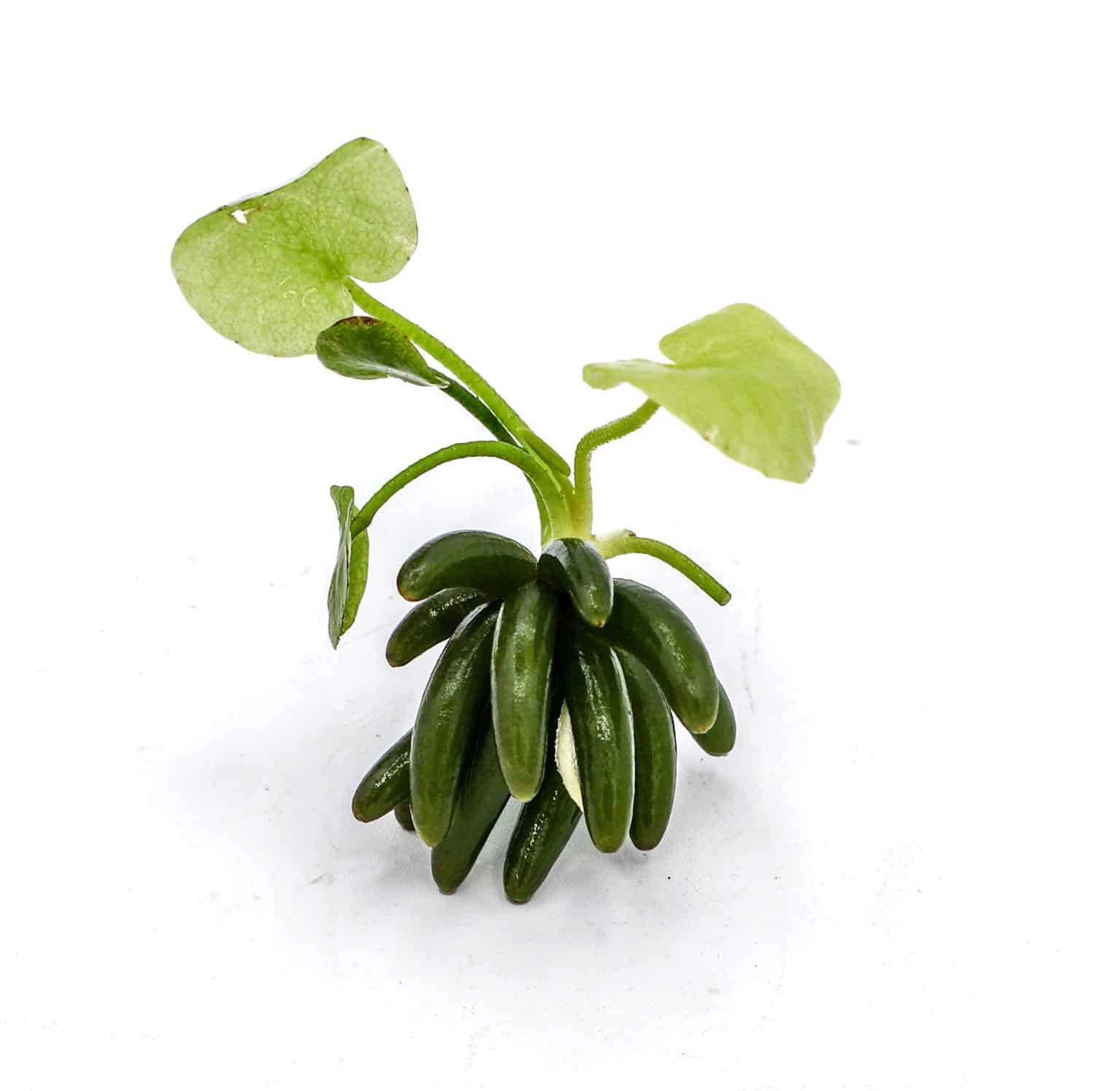 Banana Plant Live Aquarium Plant | Unique Tubers | Foreground Plant | Easy Care | Low Light |