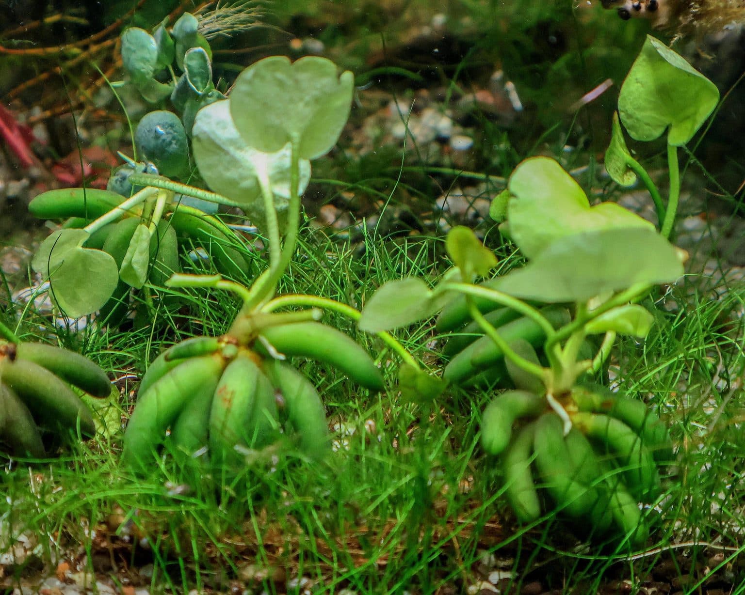 Banana Plant Live Aquarium Plant | Unique Tubers | Foreground Plant | Easy Care | Low Light |