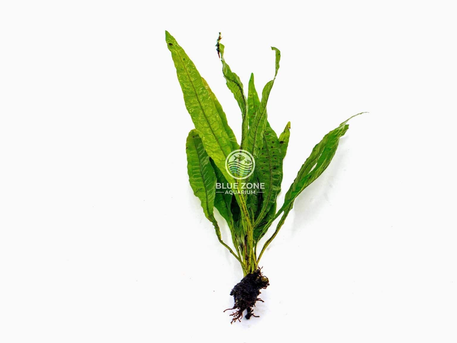 Java Fern Red | 1–3 Plant Bunch | Bare Root Aquarium Plant | Easy Care Rhizome | Low Tech Aquascape
