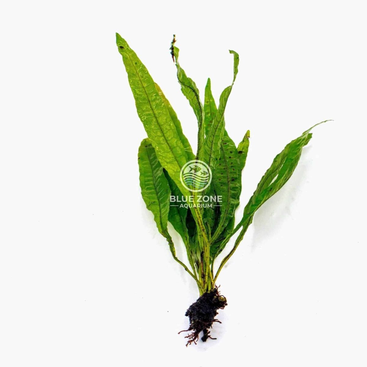 Java Fern Red | 1–3 Plant Bunch | Bare Root Aquarium Plant | Easy Care Rhizome | Low Tech Aquascape