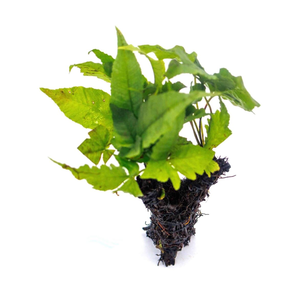 Bolbitis heudelotii attached to small root base