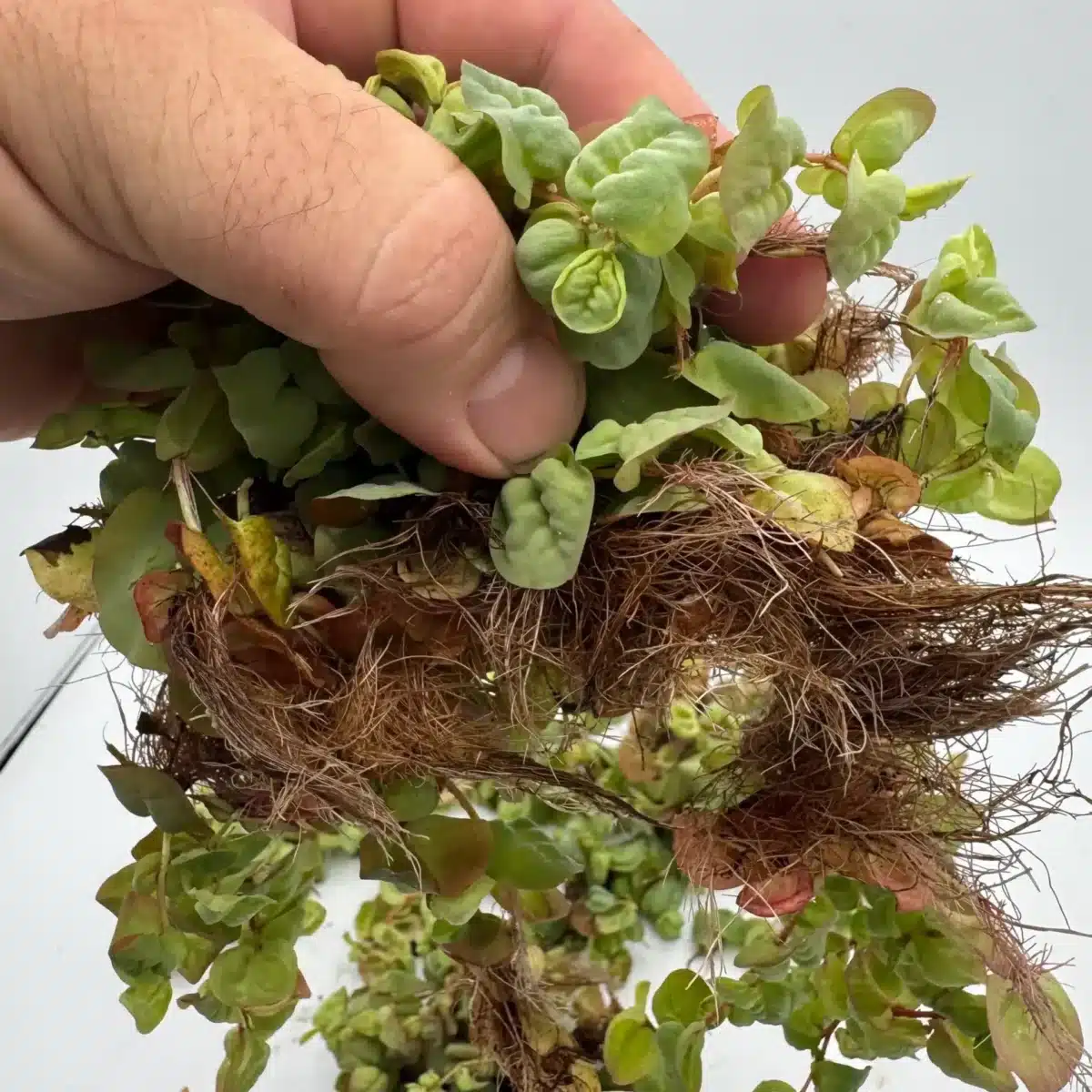 Cluster of Red Root Floaters with green leaves and red roots