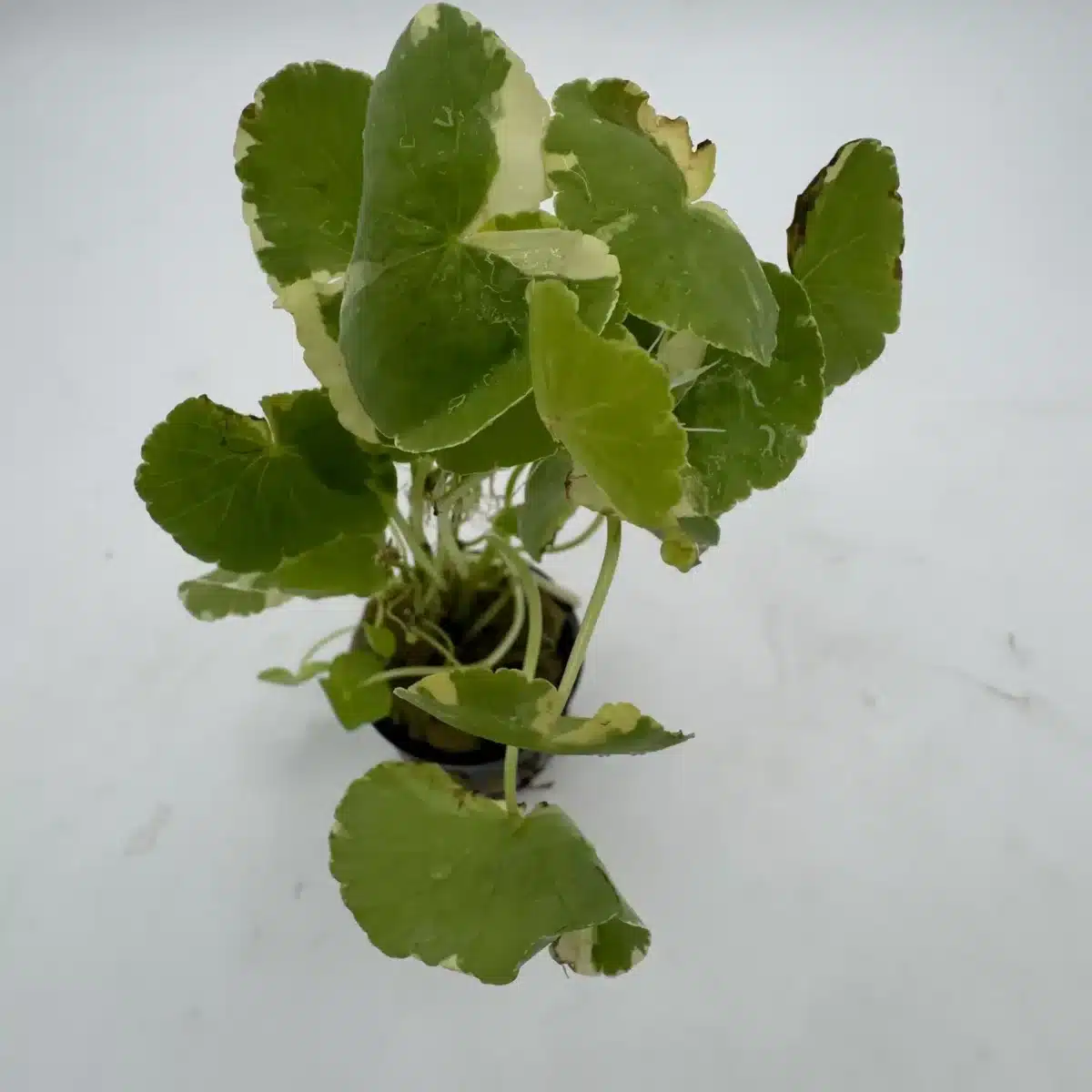 Variegated Pennywort – Potted