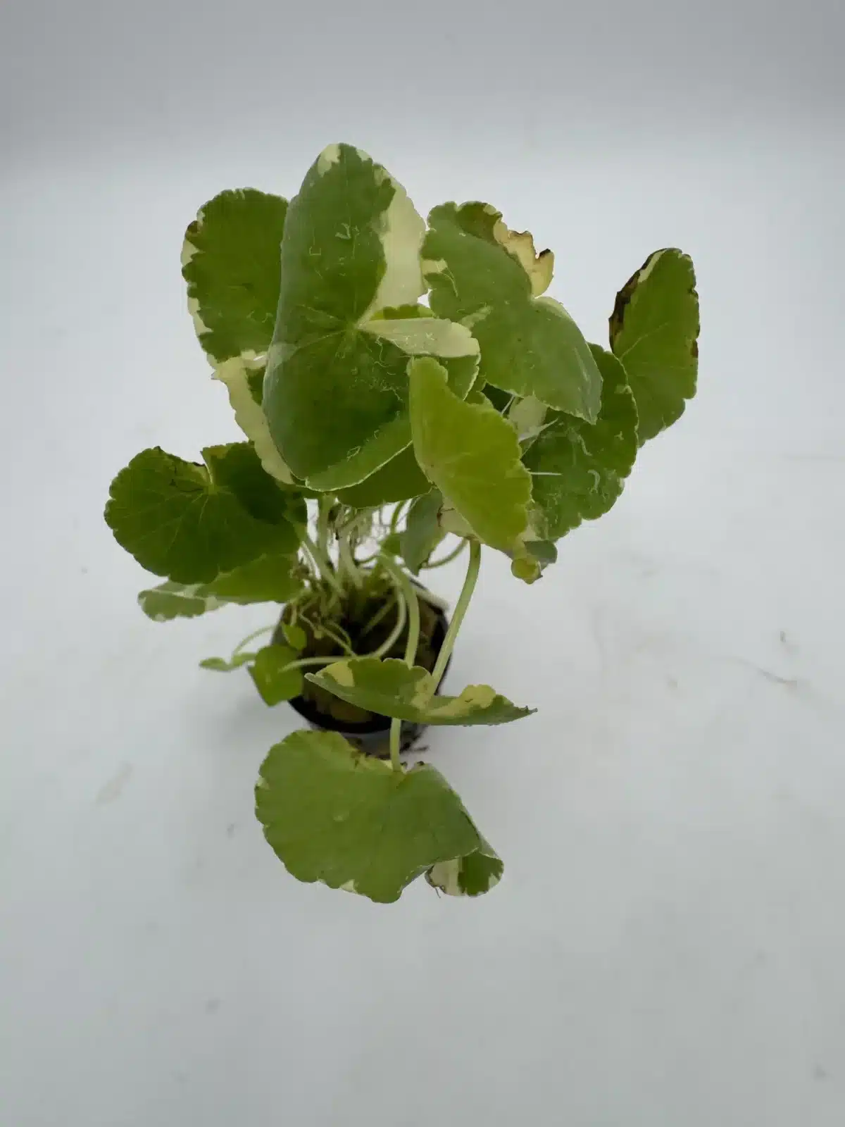 Variegated Pennywort – Potted