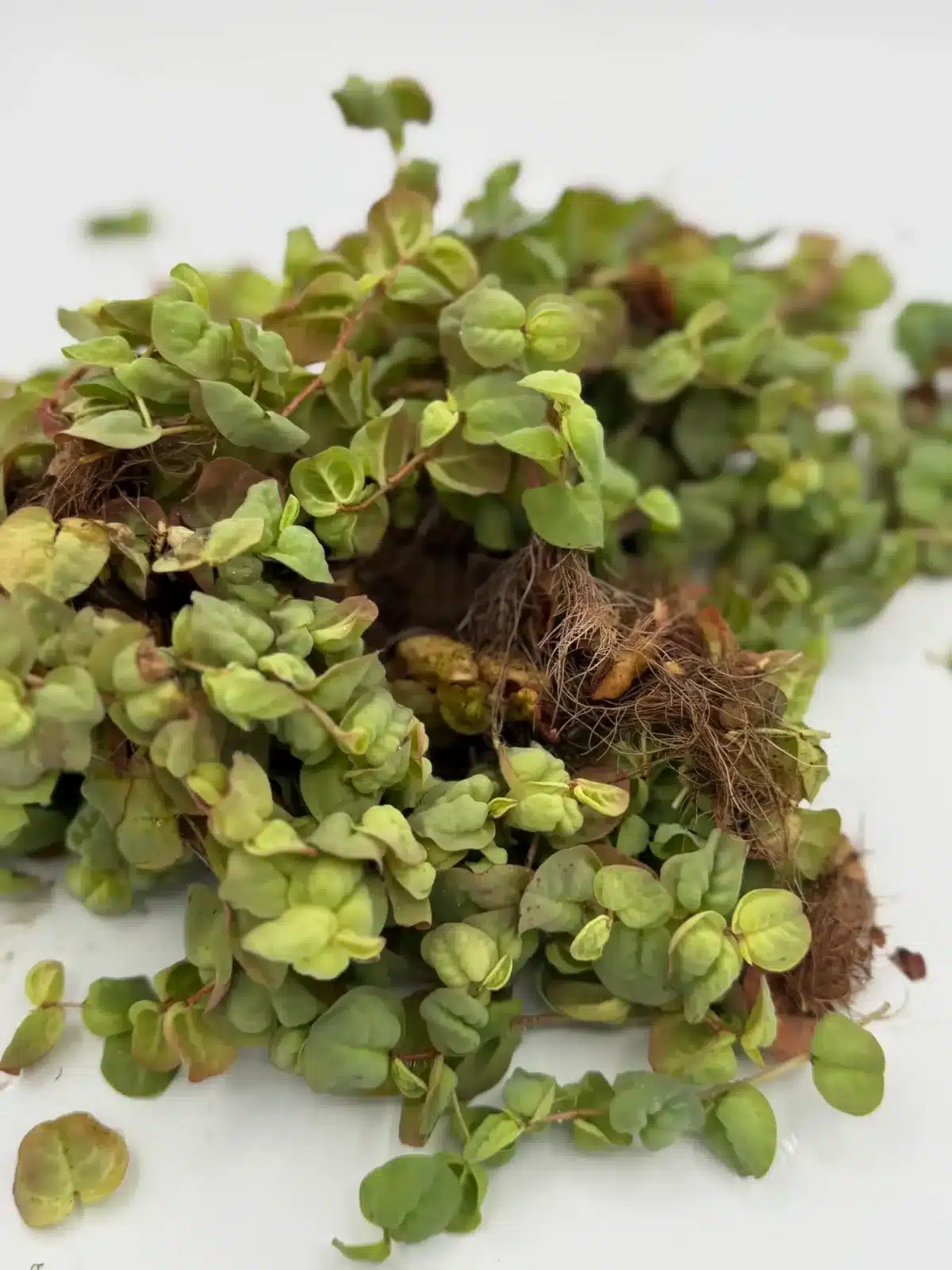 Close-up of Phyllanthus fluitans showing compact floating leaves