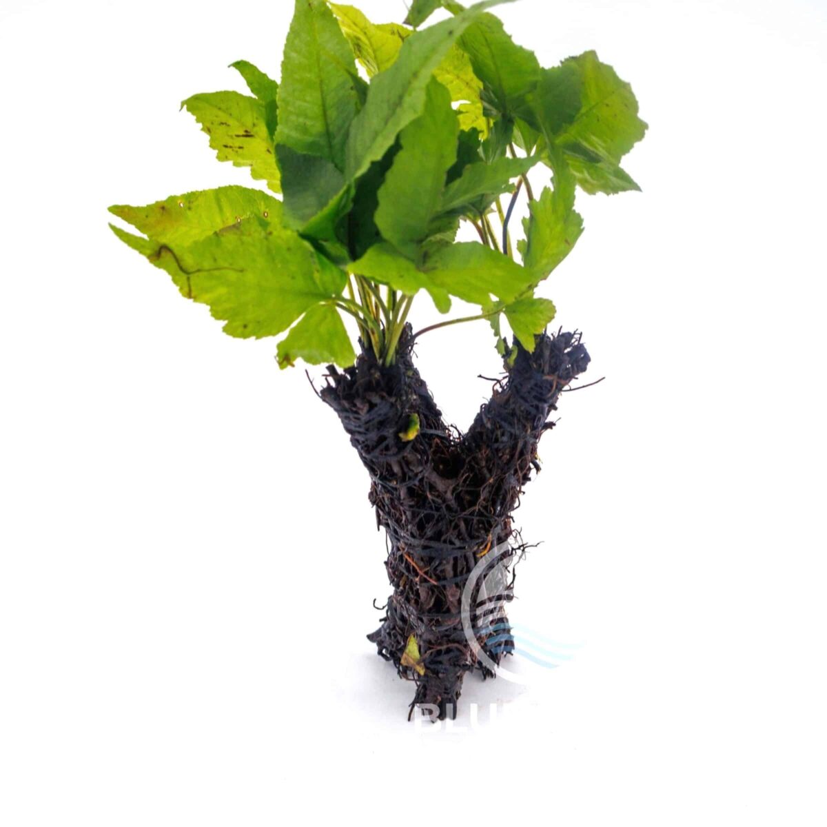 Bolbitis Root Tree (Bolbitis heudelotii) - Image 5