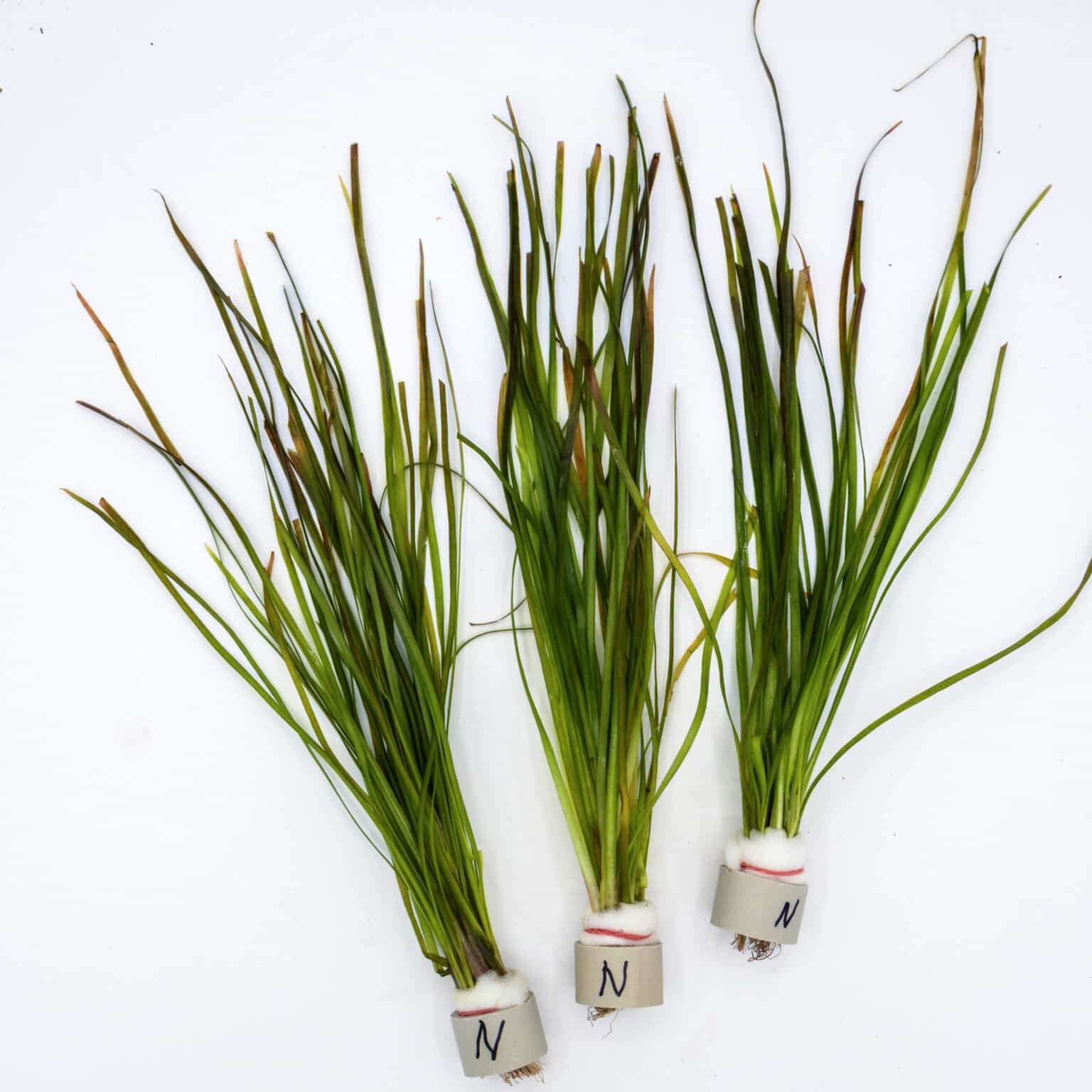 dwarf val bunch in ceramic ring
