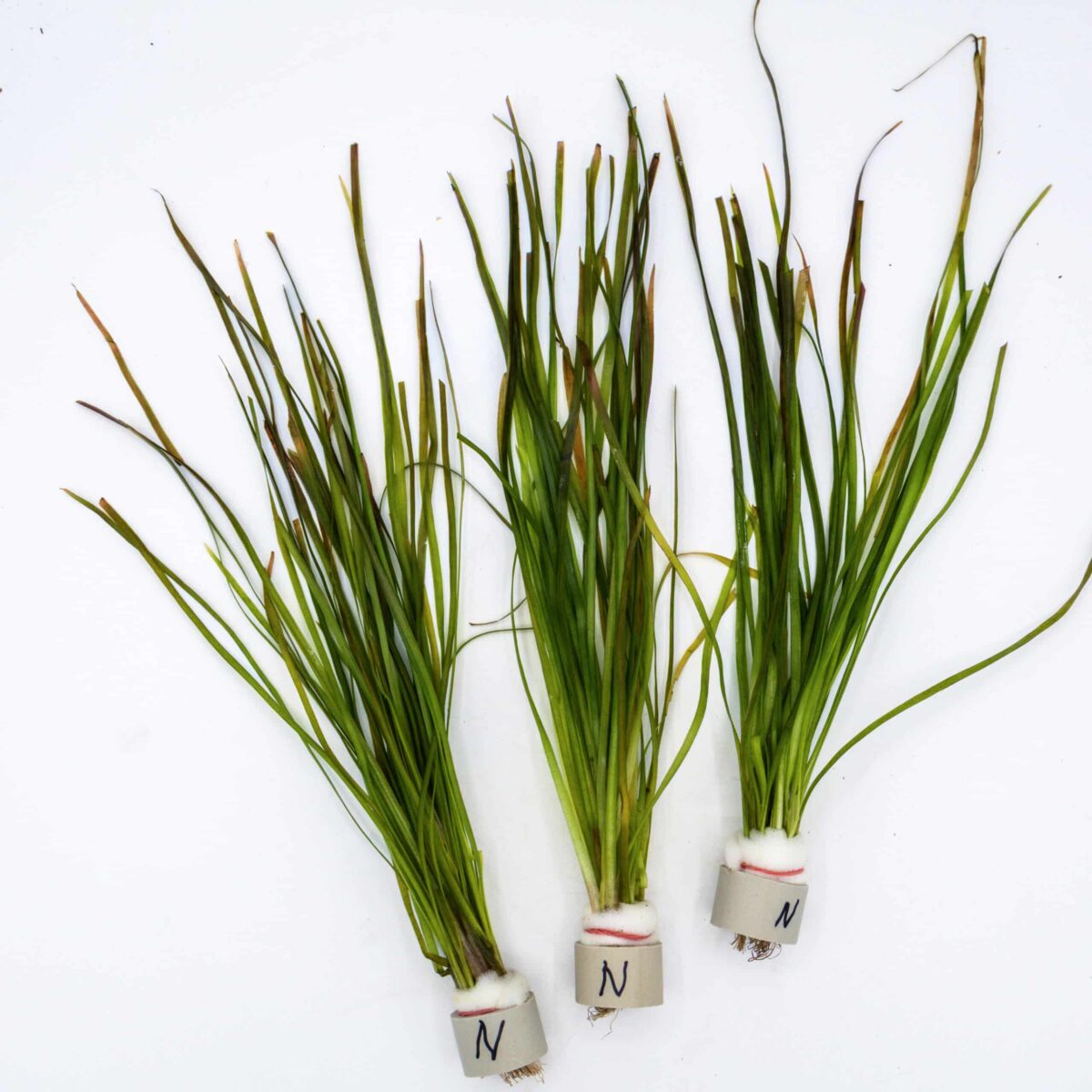 dwarf val bunch in ceramic ring