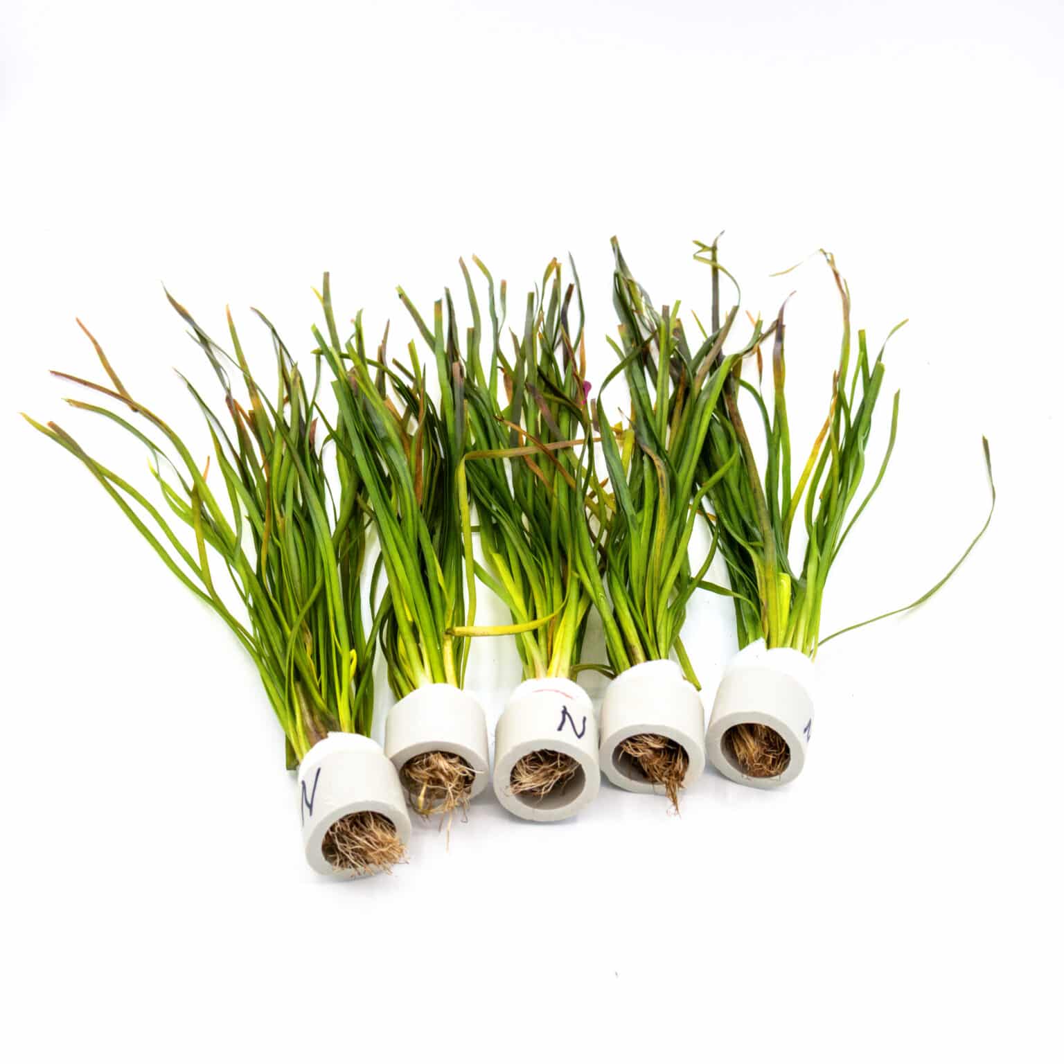 Vallisneria nana (Dwarf Vallisneria) - Image 4