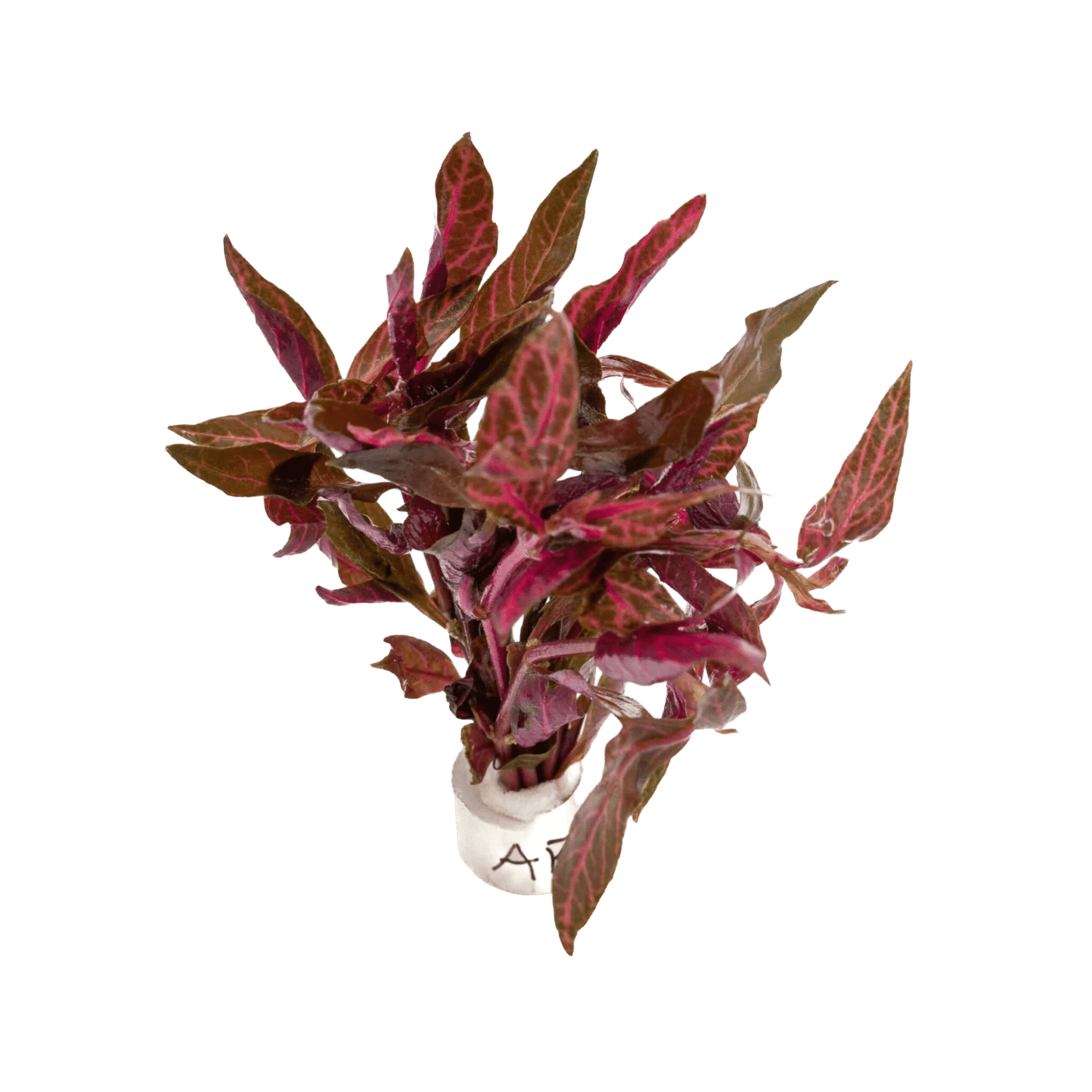 Alternanthera ‘Rosanervig’ (Alternanthera reineckii cultivar)