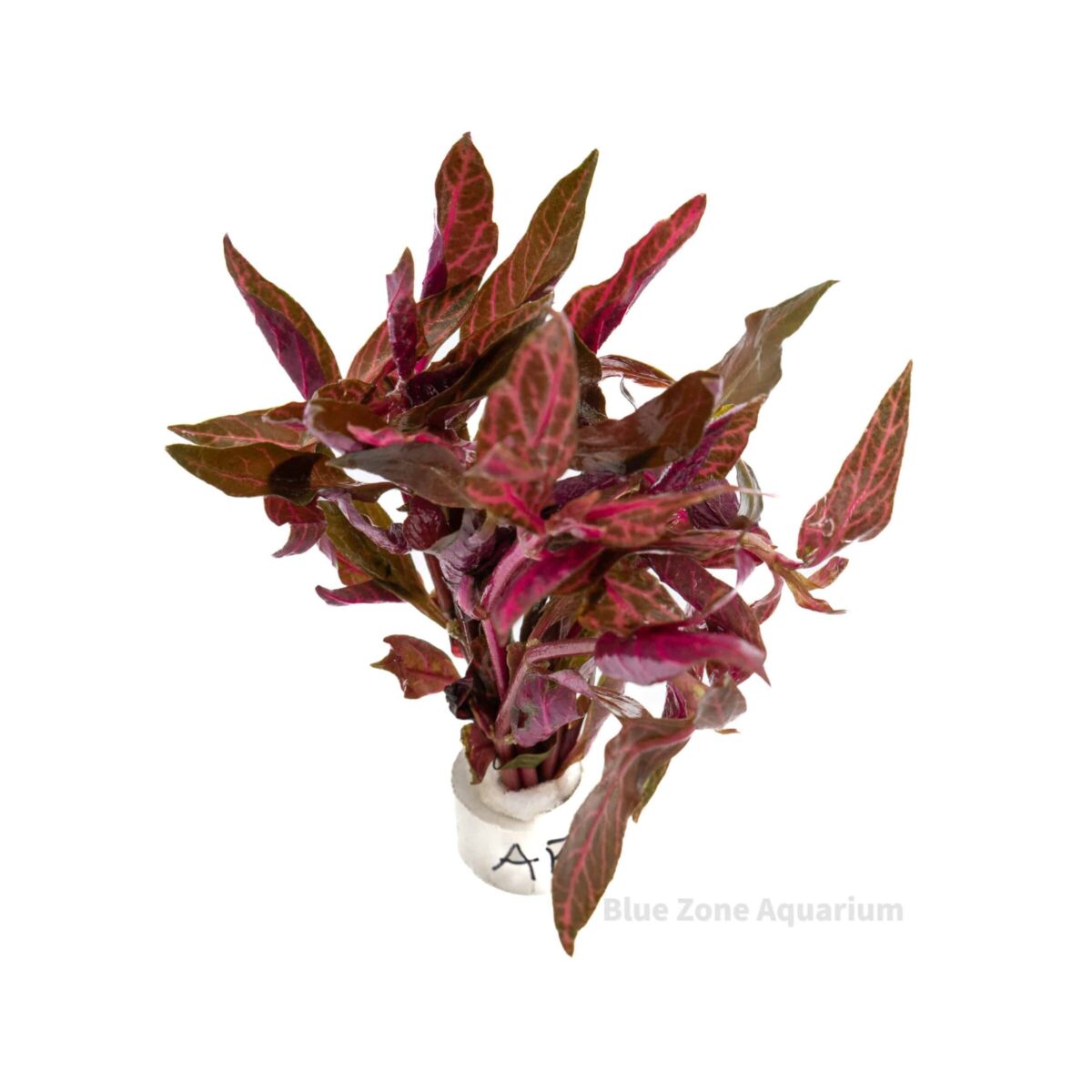 Alternanthera ‘Rosanervig’
