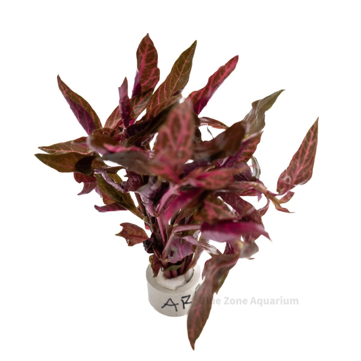 Alternanthera Rosanervig aquarium plant with bright red foliage for freshwater aquascapes