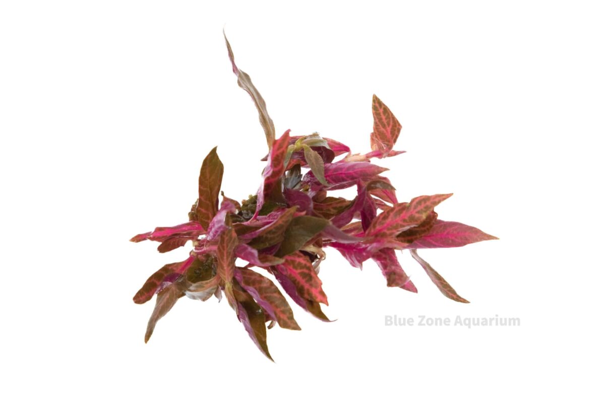 South American aquarium plant with vivid red leaves and compact growth