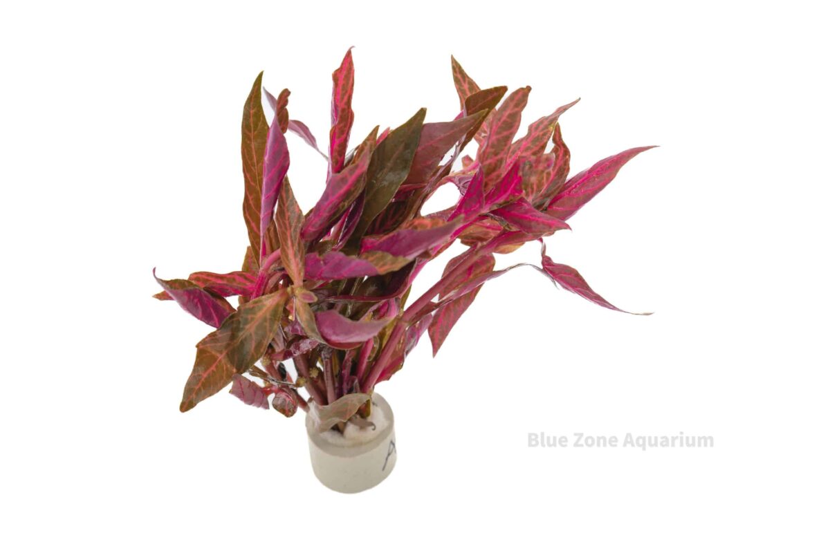 Alternanthera Rosanervig aquarium plant with bright red foliage for freshwater aquascapes