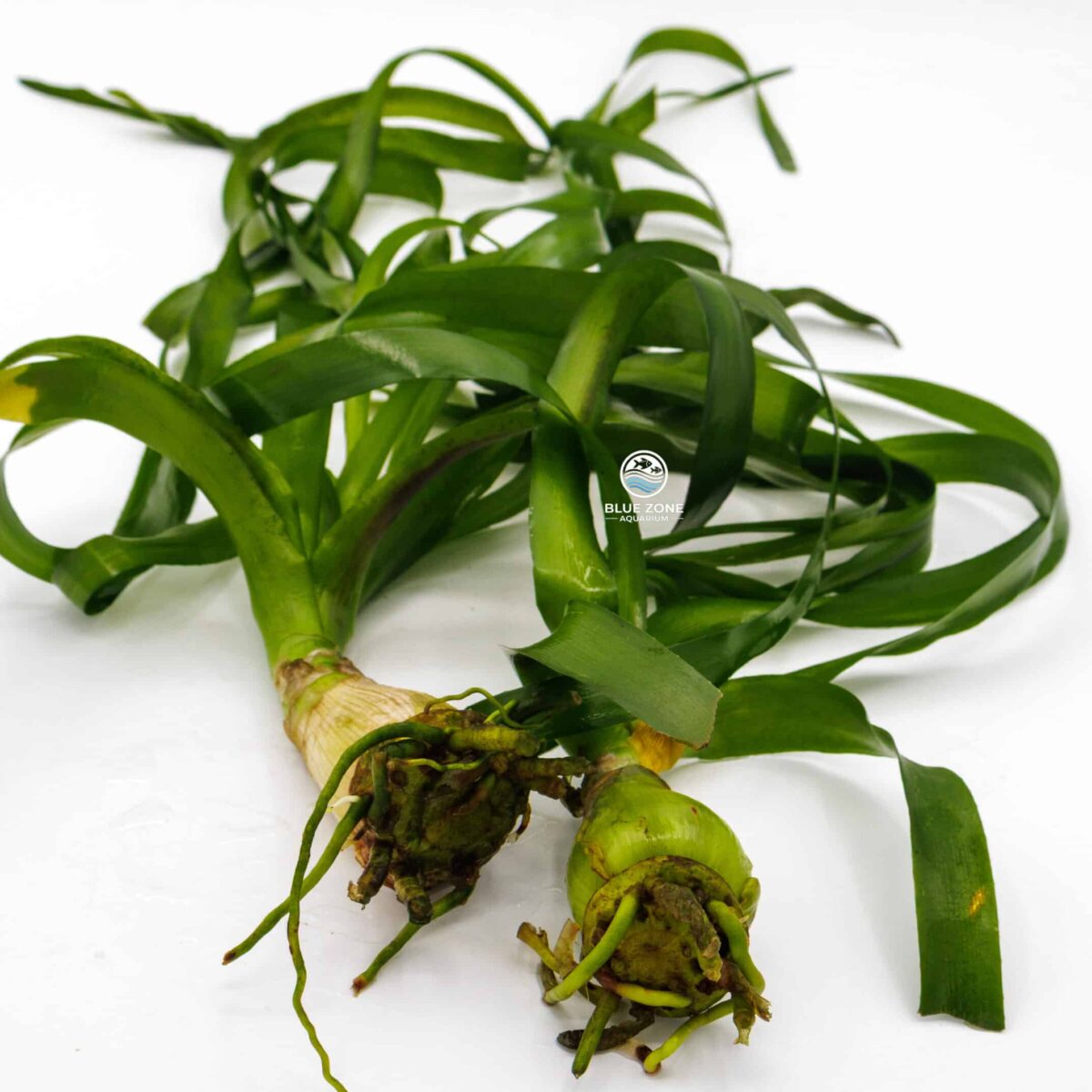 Crinum Thaianum, also known as the Water Onion, is a striking background plant with long, flowing leaves and a hardy bulb base. Perfect for large aquariums and low-tech setups.
