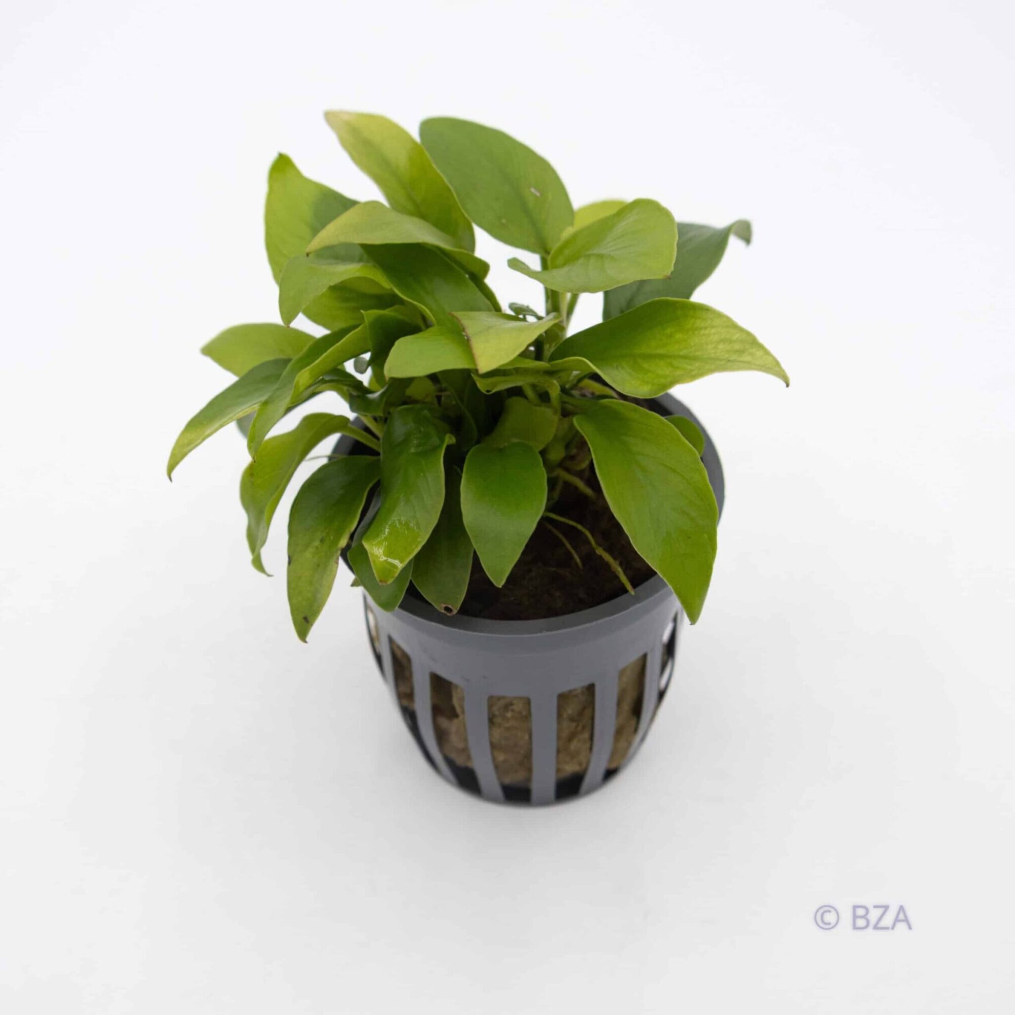 Anubias barteri var. nana ‘Gold’