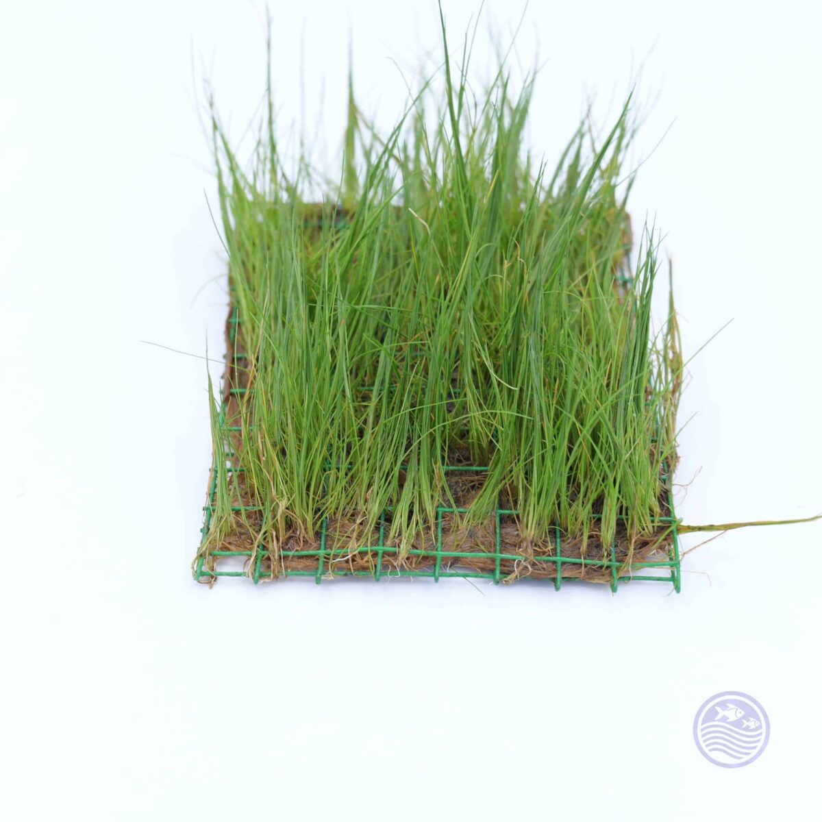 Front view of Hairgrass Mini mat with dense carpeting growth.