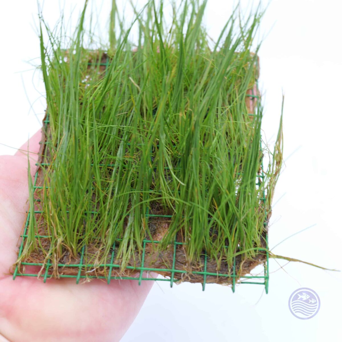 Close-up of Hairgrass Mini mat showing fine, short green blades.