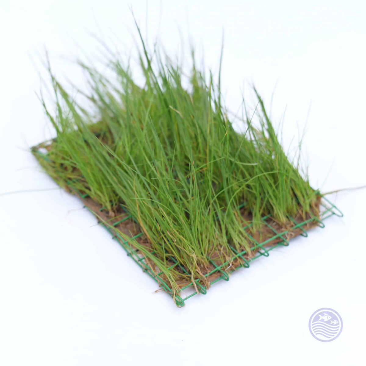 Close-up of Hairgrass Mini mat showing fine, short green blades.