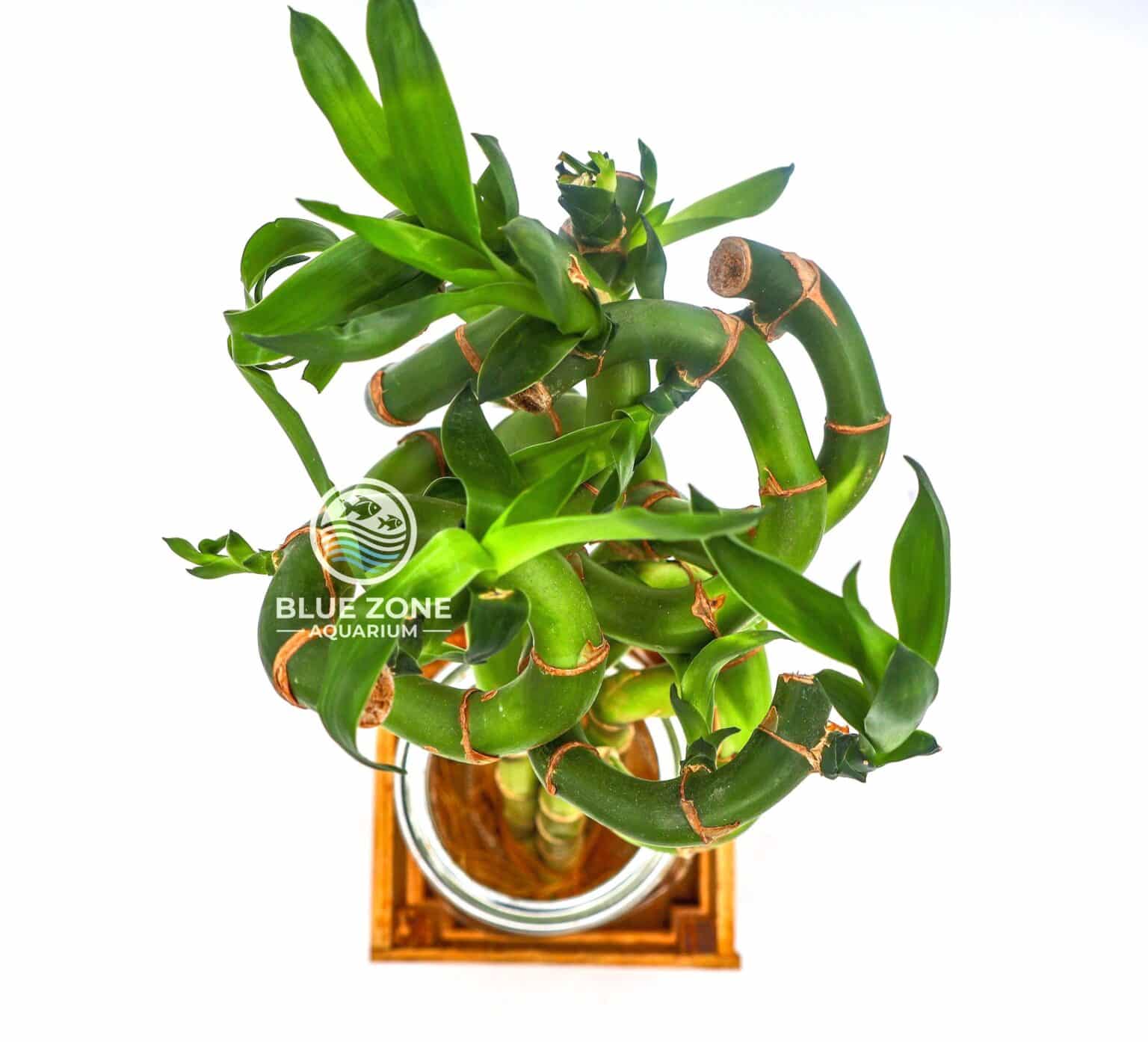 Dracaena sanderiana (‘Lucky Bamboo’)