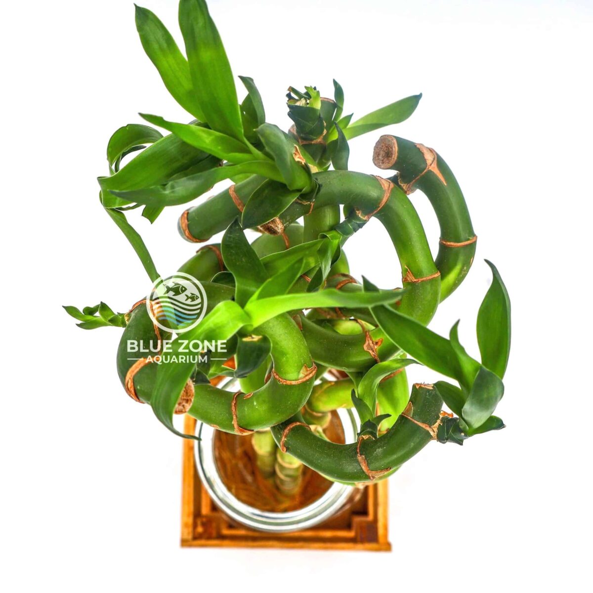 Dracaena sanderiana (‘Lucky Bamboo’)