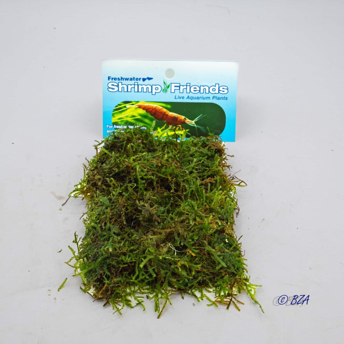 Christmas or Flame Moss portion laid out with label on white background