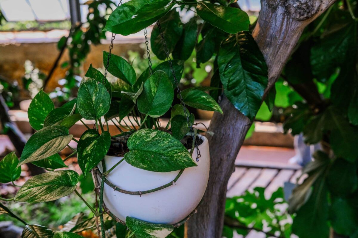 Full size golden pathos outdoor in a hanging pot
