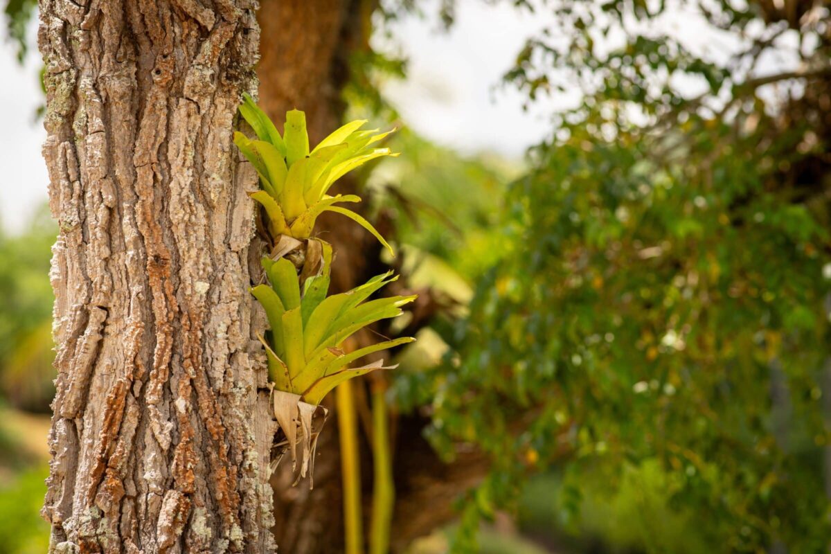 Neoregelia Hybrid cluster showing variation in leaf color and texture
