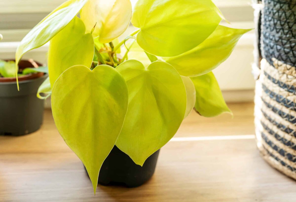 Philodendron cordatum ‘Lemon’ - Image 3