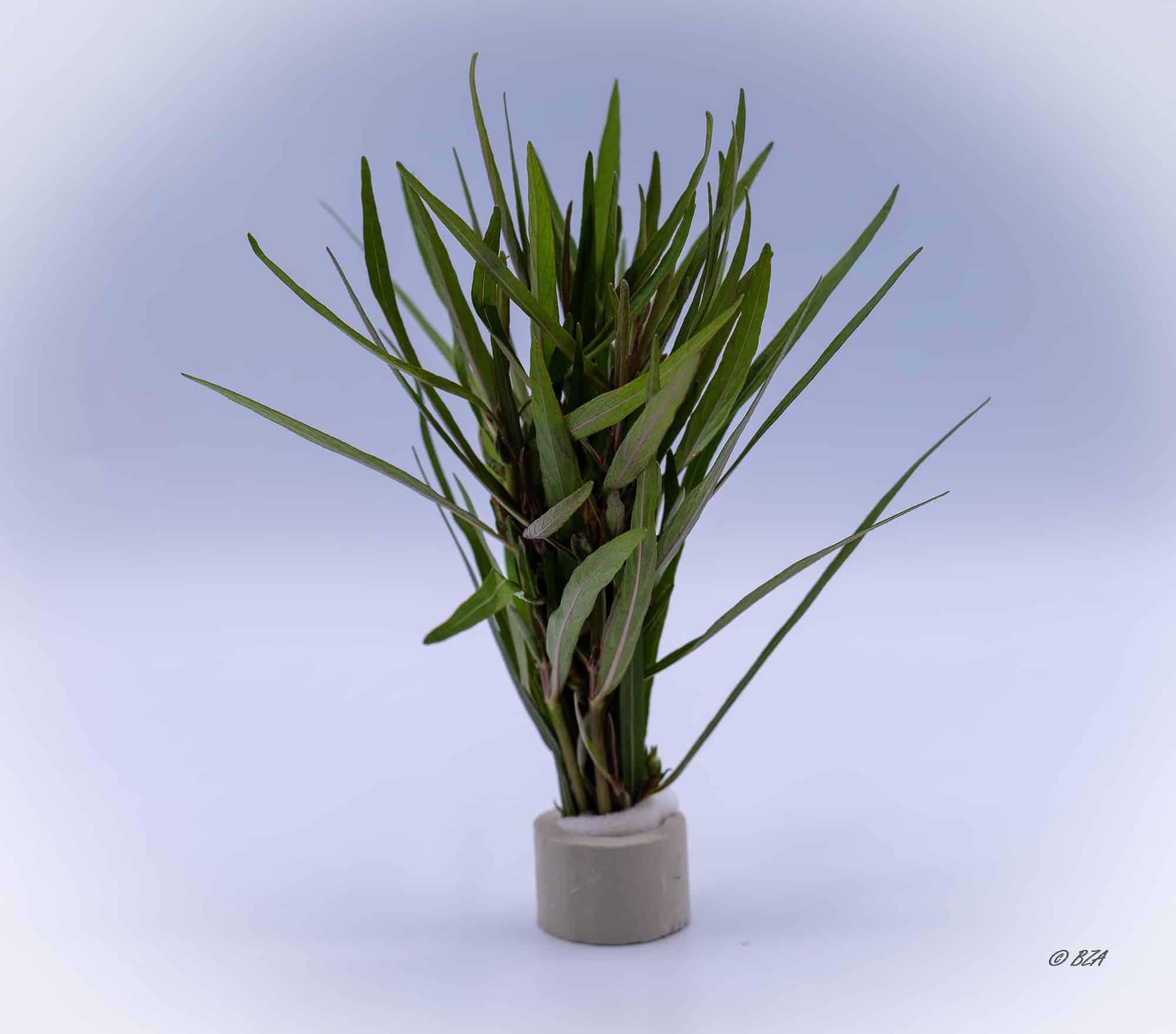 Hygrophila Lancea (Hygrophila lancea)