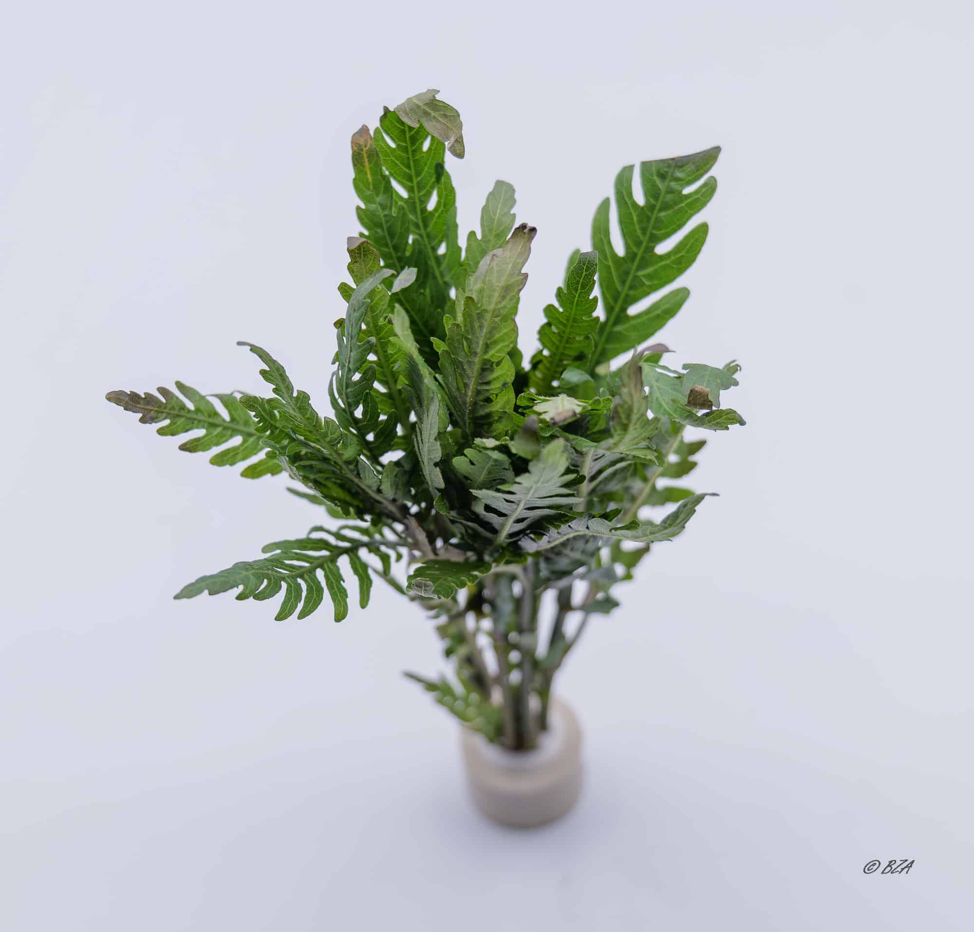 Hygrophila pinnatifida (Hygrophila pinnatifida)