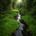 Dense aquatic plants in the Amazon jungle