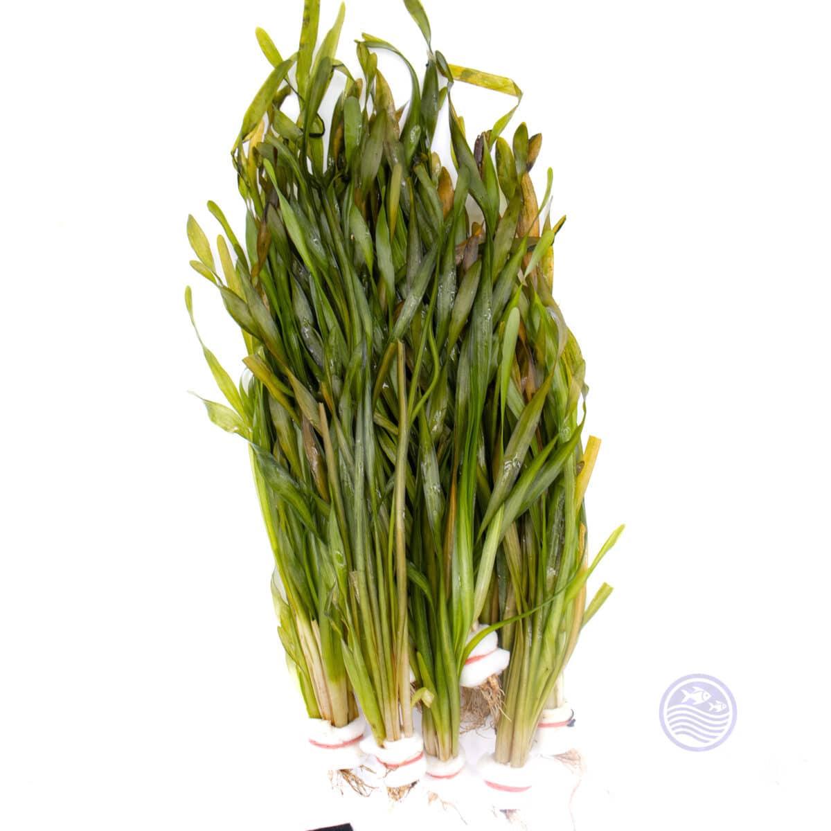 Asiatic Val aquarium plant in ceramic ring, small bunch with twisted ribbon leaves