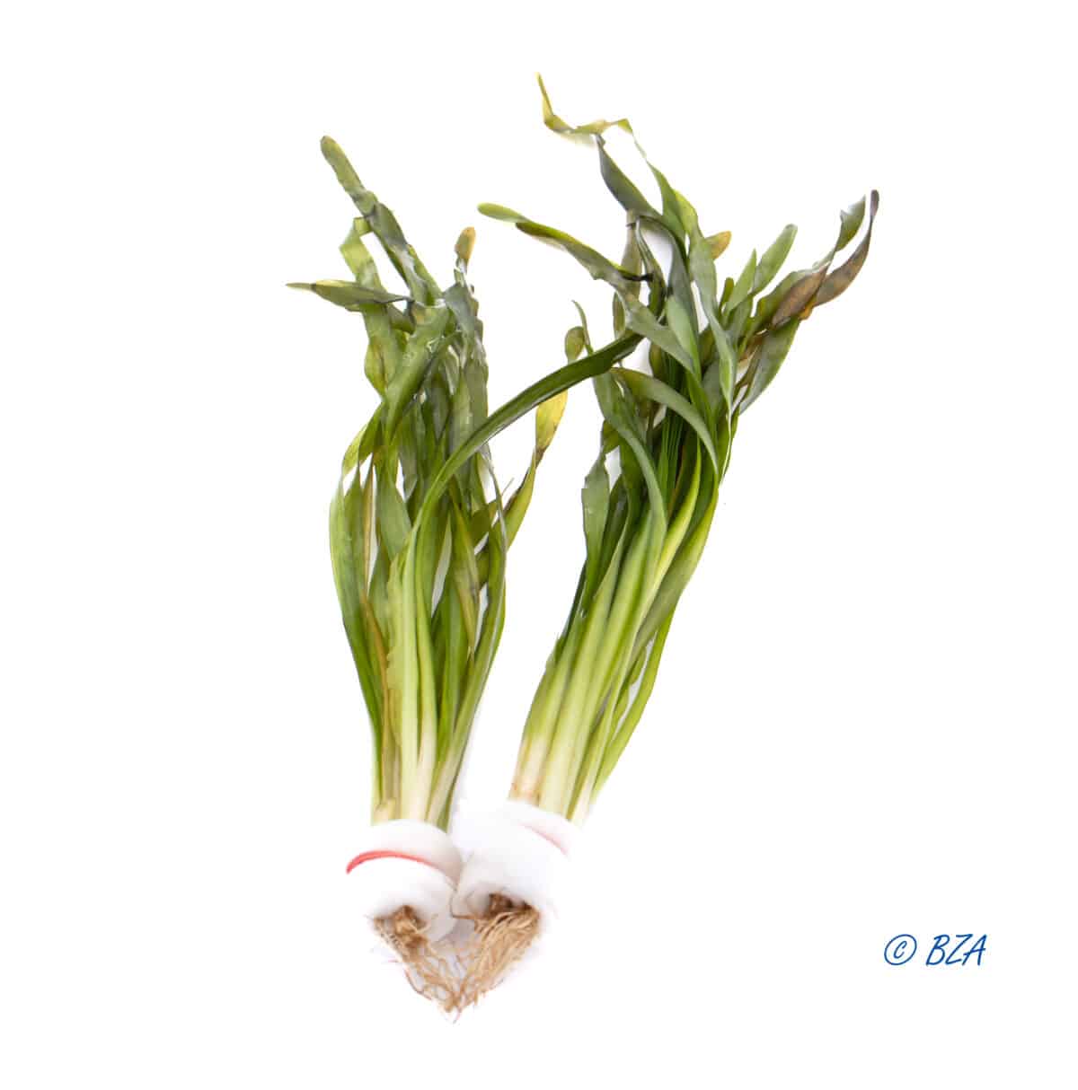 Asiatic Val aquarium plant in ceramic ring, small bunch with twisted ribbon leaves