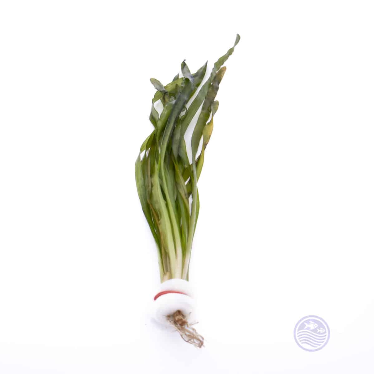 Asiatic Val aquarium plant in ceramic ring on white background, single bundle