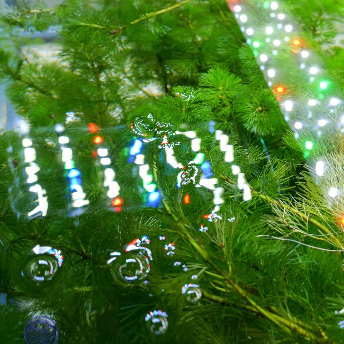 SubmergedCabomba caroliniana in an aquarium