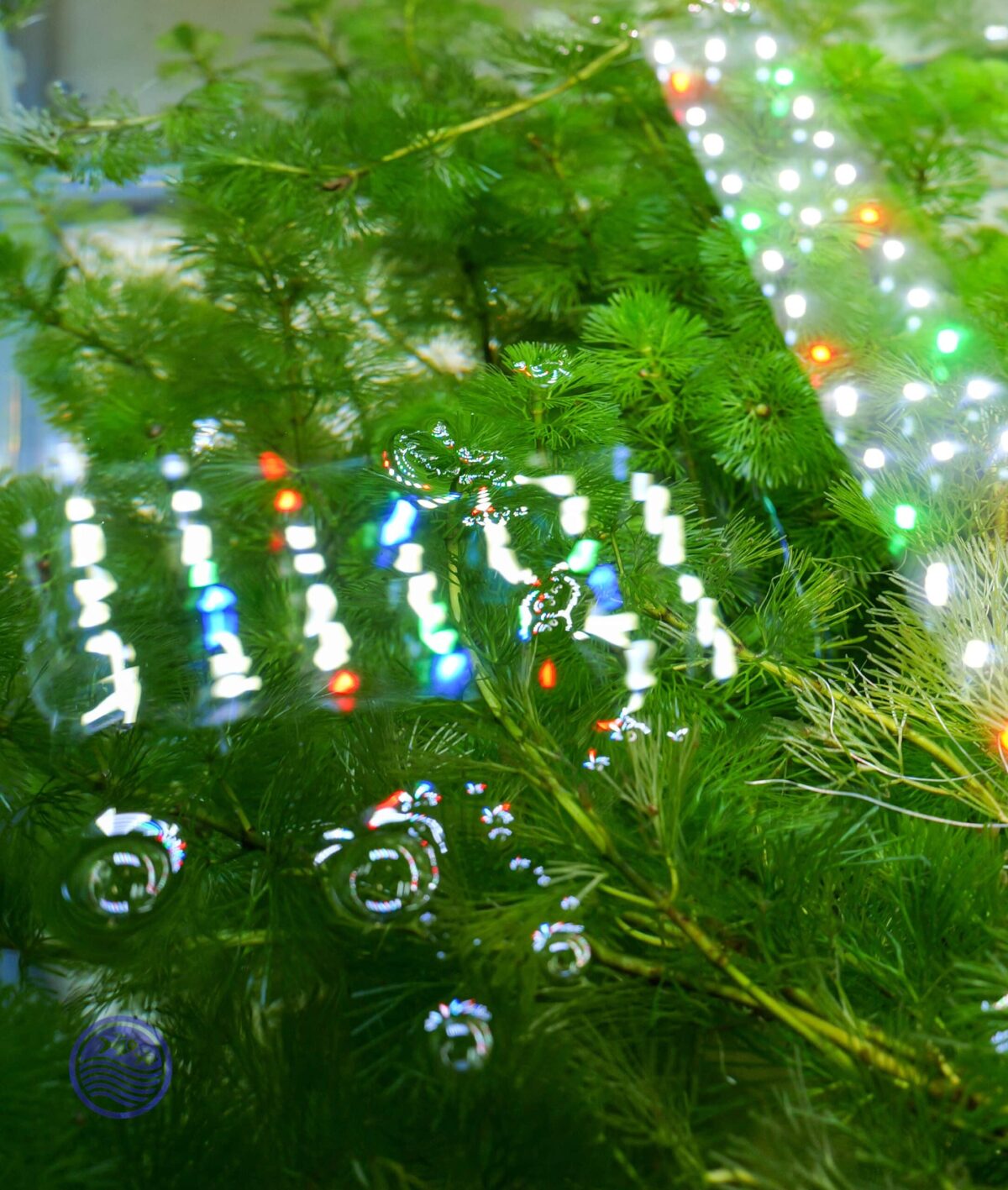 SubmergedCabomba caroliniana in an aquarium