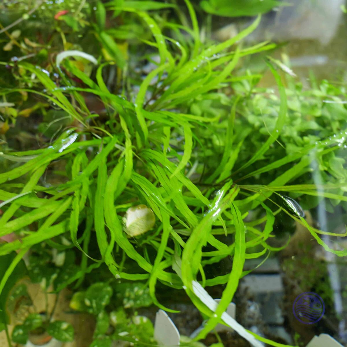 Beautiful aquatic plant in an aquarium