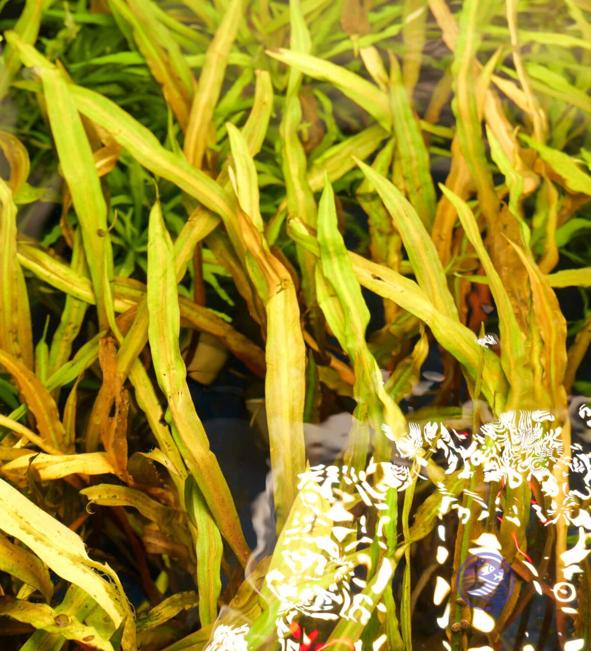 Cryptocoryne spiralis tiger plant growing underwater with orange and green leaves