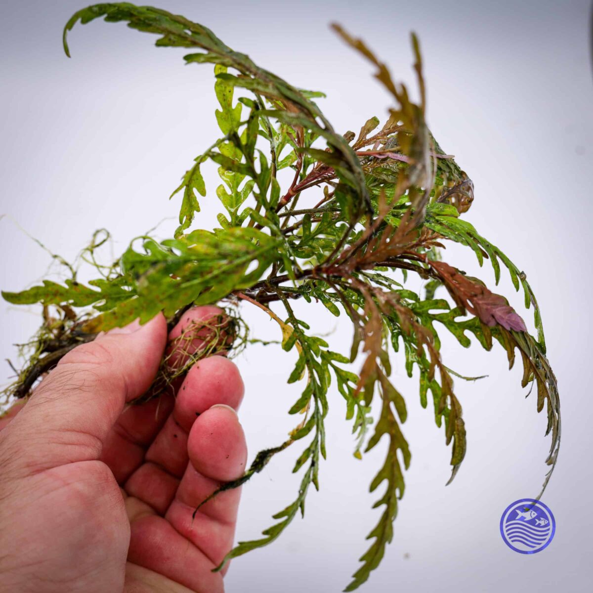 Hygrophila pinnatifida - Image 3