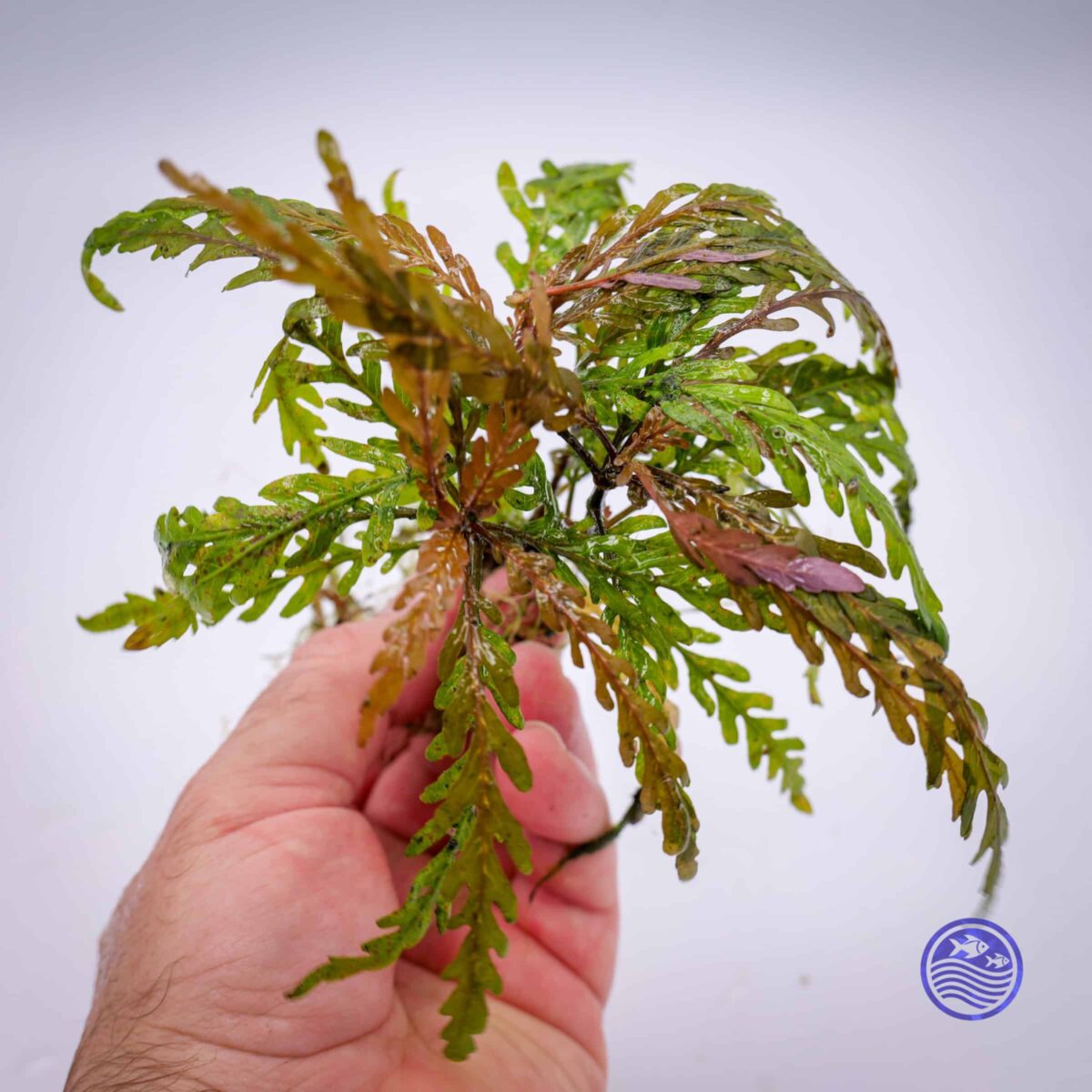 Hygrophila pinnatifida - Image 4
