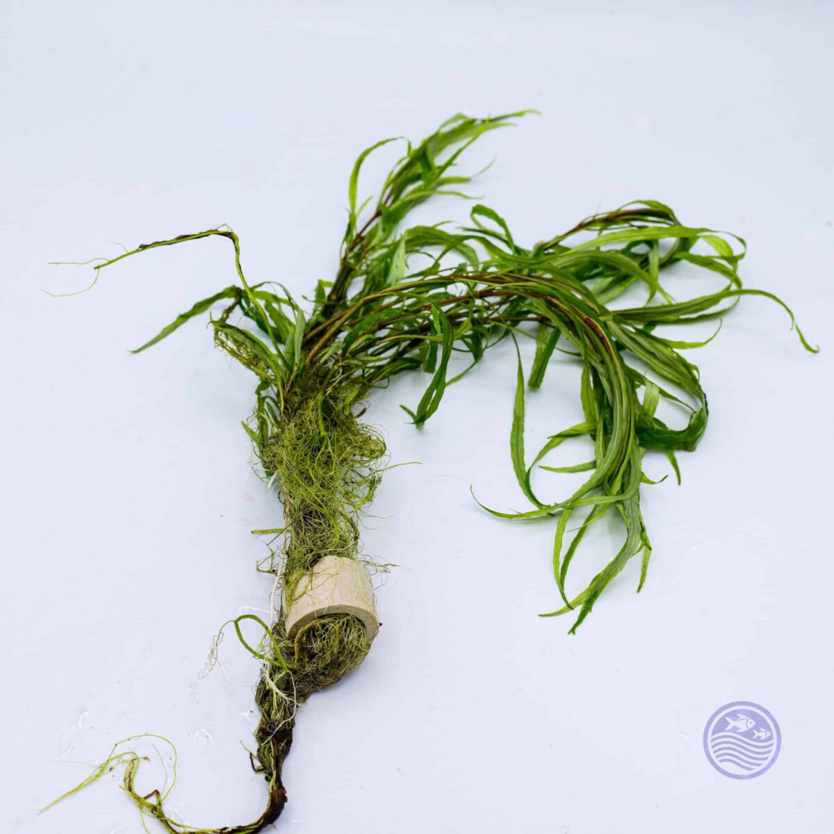 Hygrophila lancea stems on white background