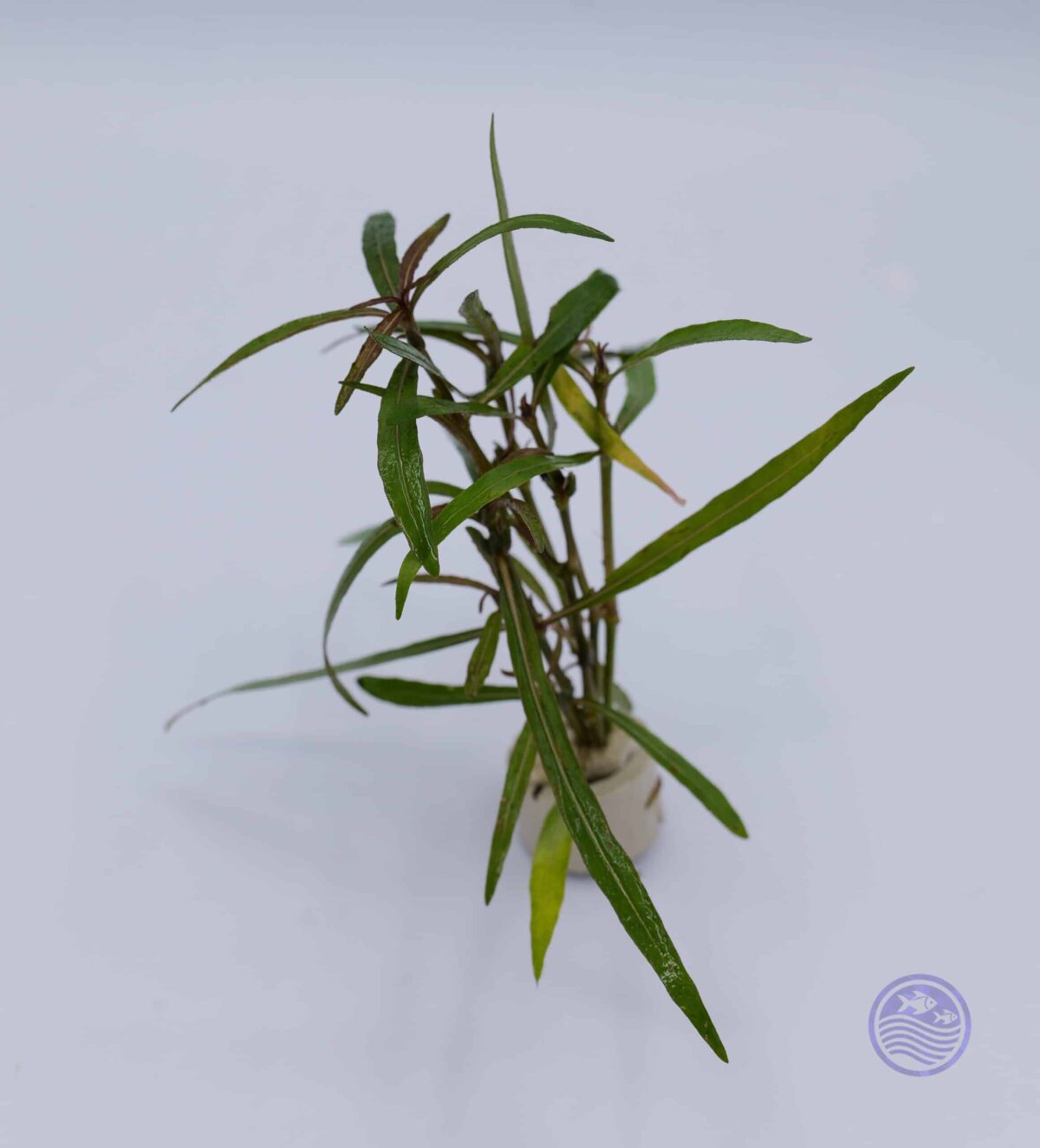 Hygrophila lancea plant growing underwater in an aquarium