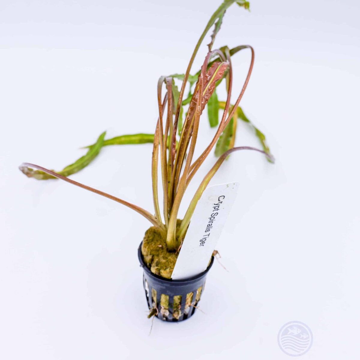 Cryptocoryne spiralis ‘Tiger’ 🌱 Grower’s Favorite