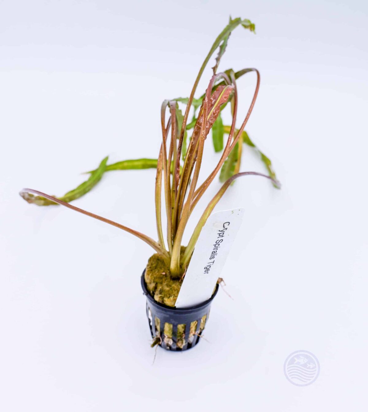 Cryptocoryne spiralis ‘Tiger’ 🌱 Grower’s Favorite