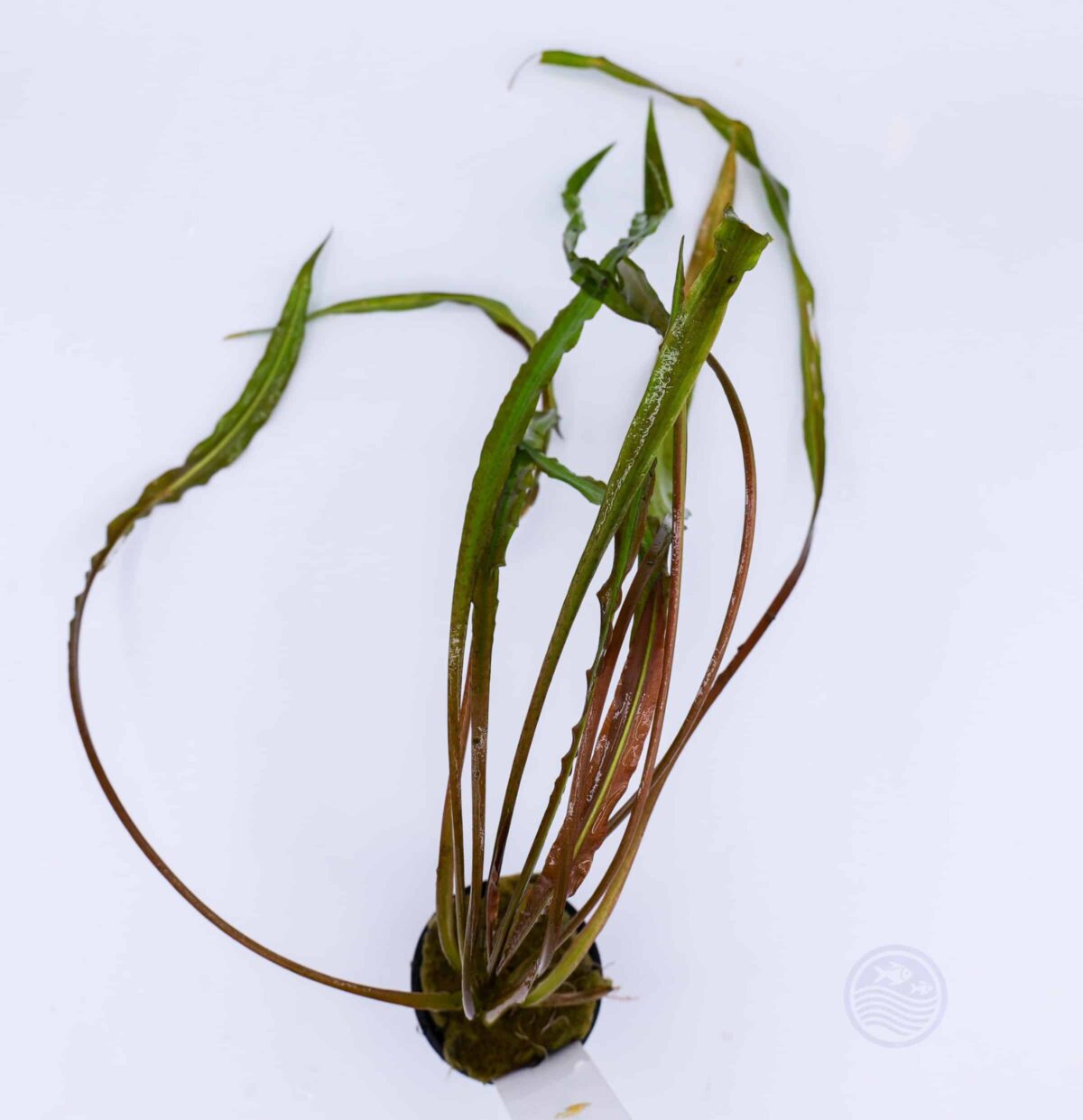 Cryptocoryne spiralis tiger plant growing underwater with orange and green leaves