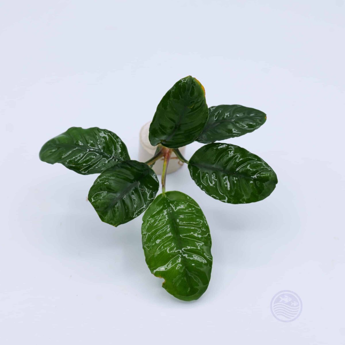 Anubias coffeefolia in ceramic ring – angled top view