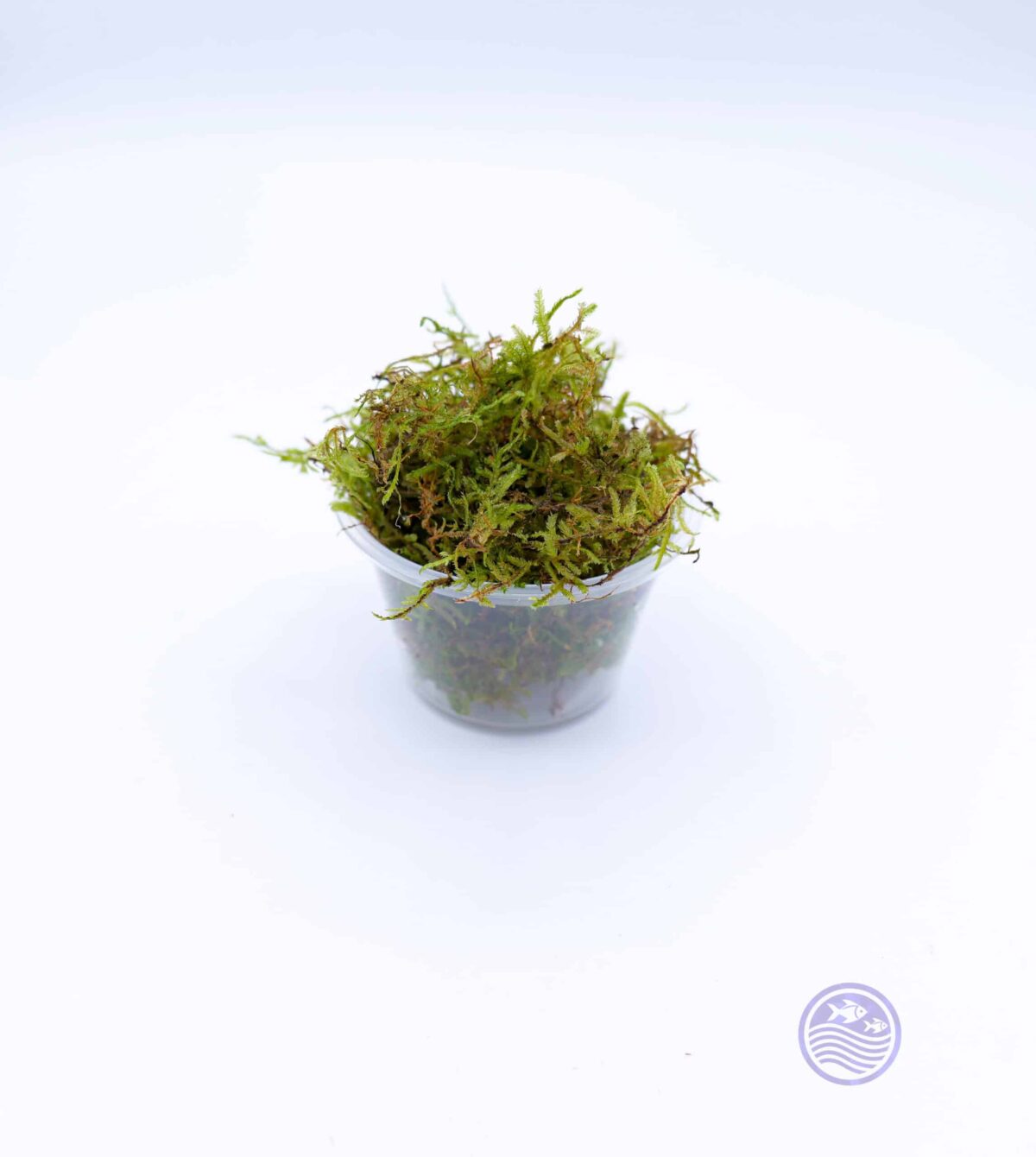 Java Moss 4 oz cup – portion side view