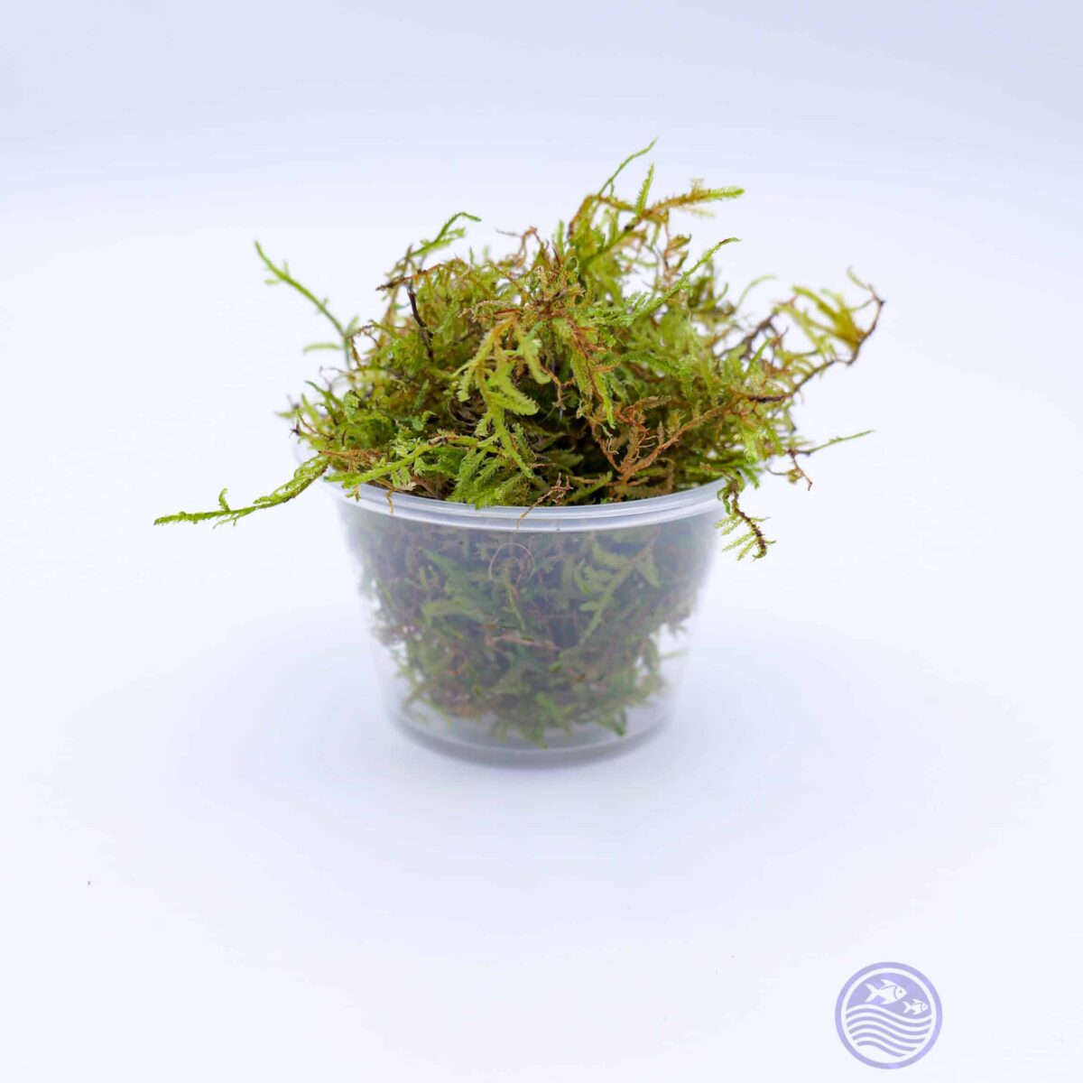 Java Moss 4 oz cup – top growth view