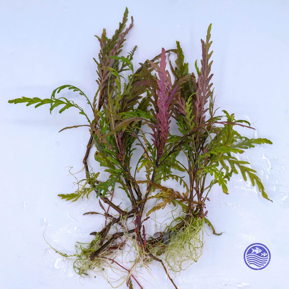 ygrophila pinnatifida stems with roots and reddish-green lobed leaves on a white background.